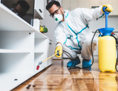Practices To Keep Your Property Pest Free This New Year!