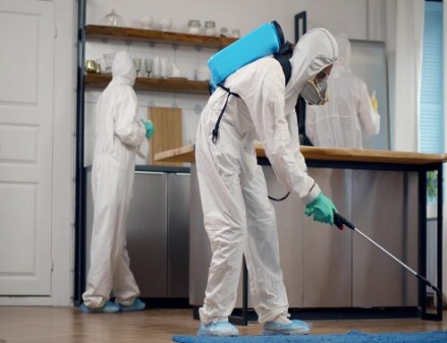 Top Reasons To Hire Professional Pest Control Service Providers