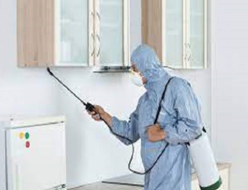 Excellent Pest Control Services In Surrey – ASM Pest Control