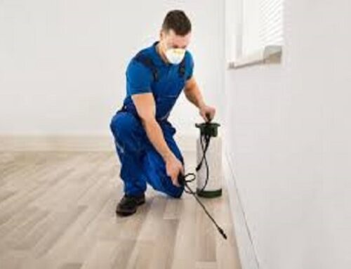 5 Reasons To Hire Professional Pest Control Services