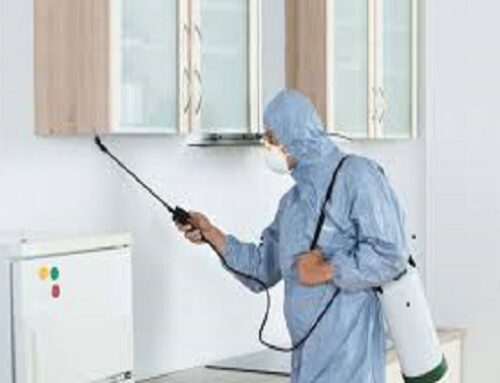 Tips for Handling a Pest Problem in Your Residence In Burnaby