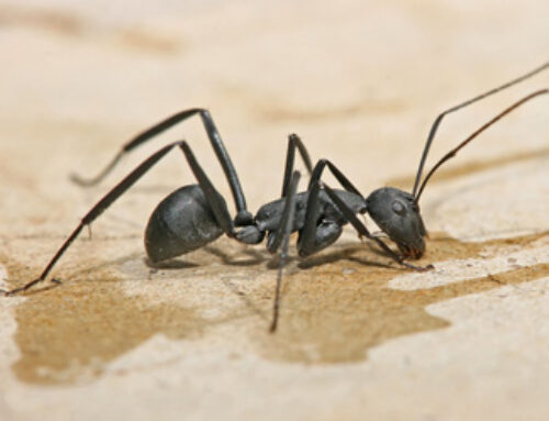 7 Fun Facts About Carpenter Ants