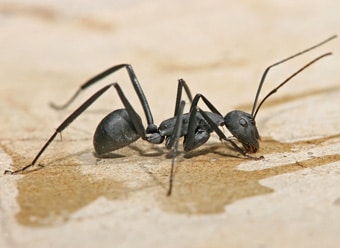 Facts About Carpenter Ants