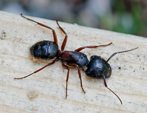 5 Top Tips To Prevent Carpenter Ants in your home