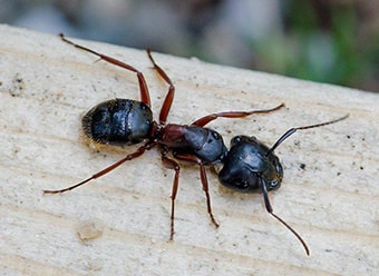Tips To Prevent Carpenter Ants