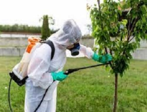 Importance Of Regular Pest Removal Services In Burnaby