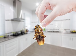 Cockroach Control In Coquitlam