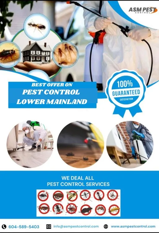 Pest control in Lower Mainland