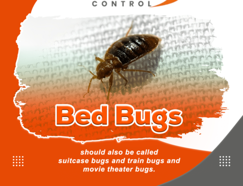 How to Get Rid of Bed Bugs Naturally in Abbotsford