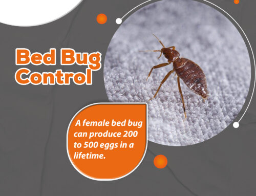 How long does it take in Bed Bug control Abbotsford after Extermination?