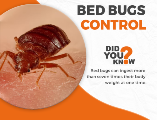 Bed Bug Control Vancouver: Fun Facts and Hidden Secrets you don’t know about
