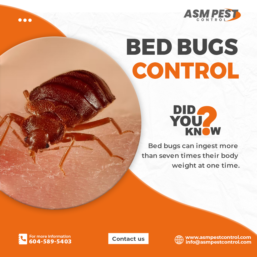 bed bug control Vancouver