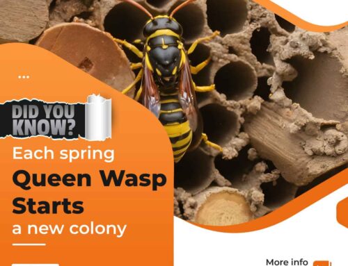 Wasp Control Vancouver: Prevention and Permanent Solution for your House Safety