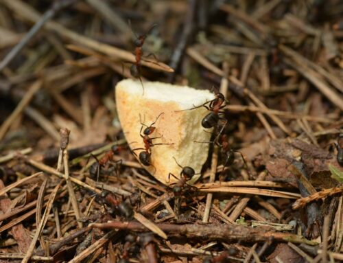 Understanding the Problem and Mastering in Outdoor Ant Control New Westminster