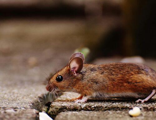 RODENT CONTROL ABBOTSFORD: KEEPING THE CITY PEST-FREE