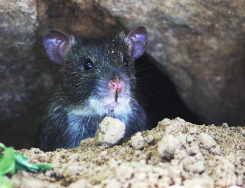 Rodent Control in Langley: Signs of Infestation and How to Combat It Perfectly