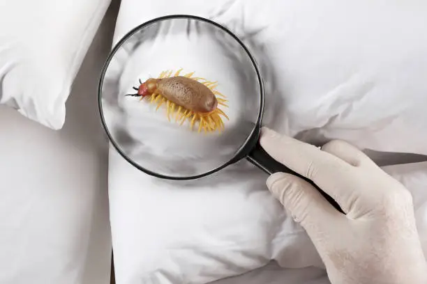 common-house-insects
