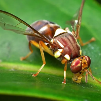 fruit-fly-infestation