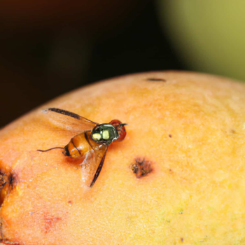 fruit-fly-infestation