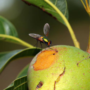 fruit-fly-infestation