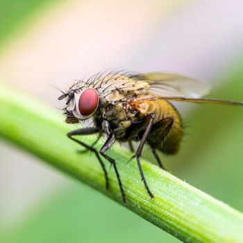 fruit-fly-infestation