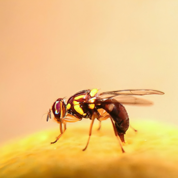fruit-fly-infestation