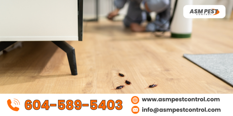 Indoor Insect Control: The Ins and Outs of Managing Severe Infestation