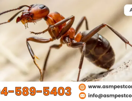 How Do Ants Infestations Draw Into Your Home During Summer?