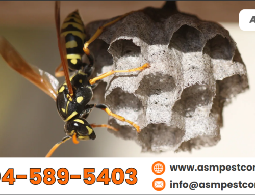 Best Pest Control for Wasps: How Professional Services Help?