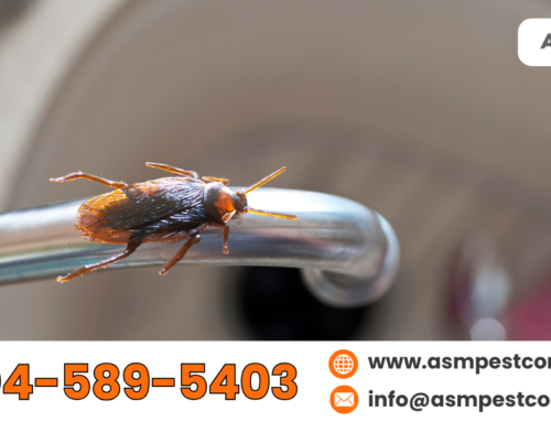 Cockroach Infestations: A Hidden Health Risk You Should Know