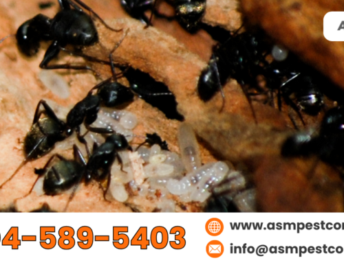 Signs of a Carpenter Ant Infestation: How to Identify Them