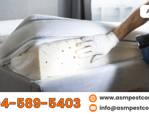 What Do Bed Bugs Look Like? A Detailed Guide