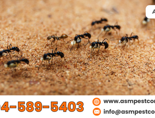 Canada Ant Types: Which Species Invade Homes the Most?