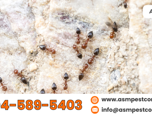 The Ultimate Guide to Outside Ant Control for Homeowners