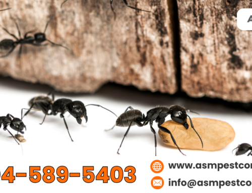 How to Handle a Carpenter Ant Infestation before It Gets Worse?