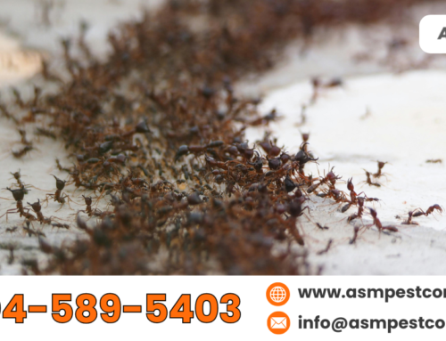 Top Tips to Prevent Pest Infestations at Home