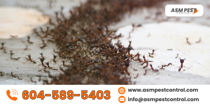 Stop Inescts Top Tips to Prevent Pest Infestations at Home