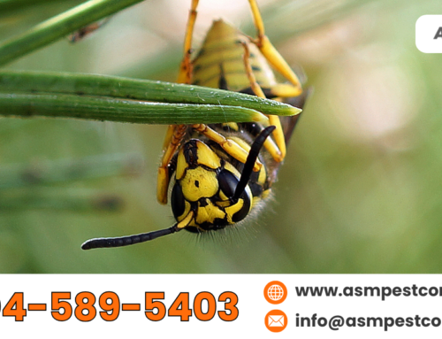 Wasp Infestation Signs: What to Look for in Your Backyard