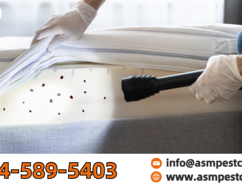 Does Cold Kill Bed Bugs? Here’s What You Need to Know