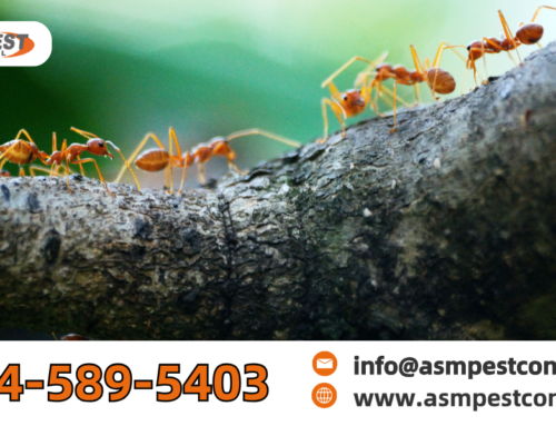 How to Get Rid of Ants in Your Lawn Without Damaging the Grass