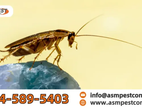 Can Cockroaches Fly? The Surprising Truth About Roaches With Wings