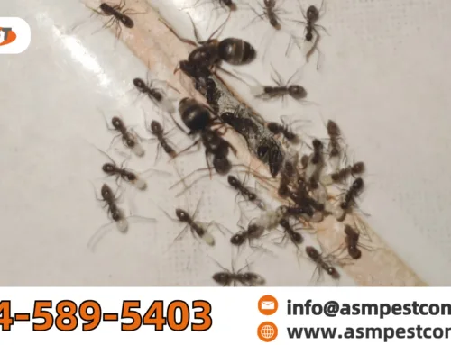 Do Ants Sleep? The Surprising Truth About Ant Rest Patterns