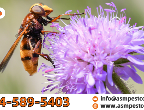 What Attracts Wasps? A Complete Guide to Understand Their Behavior