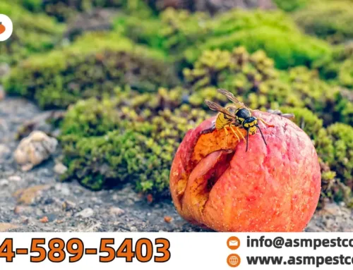 What Do Wasps Eat? Wasp Diet Throughout the Seasons