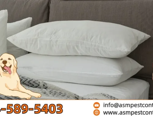 Do Bed Bugs Bite Pets? What Every Pet Owner Should Know