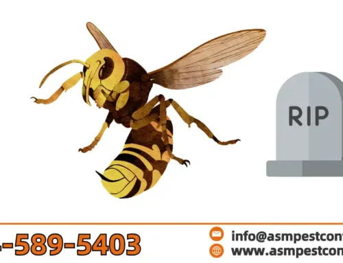 Do Wasps Die After Stinging? What You Should Know About Wasp Attacks