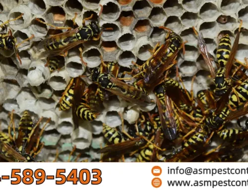 Why Are There So Many Wasps This Year?