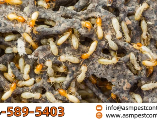 What Do White Ants Look Like? Identifying These Pests Before They Invade Your Home
