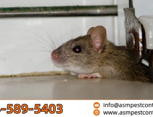What Eats Rodents? Top 10 Predators That Hunt Mice and Rats