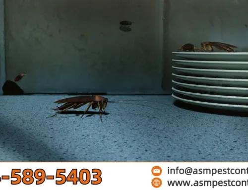 Where Do Cockroaches Hide? Discover the Most Common Hiding Spots in Your Home